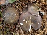 Russula versicolor 