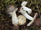 Russula versicolor 