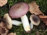 Russula versicolor 