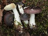 Russula versicolor 