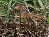 Mycena olivaceomarginata 