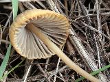 Mycena olivaceomarginata 