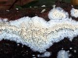 Schizopora paradoxa