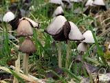 Psathyrella conopilus 