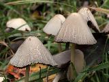 Psathyrella conopilus 