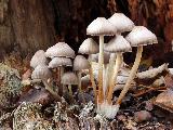 Mycena inclinata