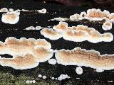 Byssomerulius corium 