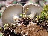 Polyporus ciliatus 