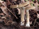 Polyporus ciliatus 