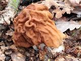 Gyromitra gigas 