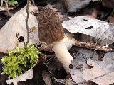 Verpa bohemica