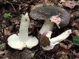 Russula grisea 