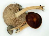 foto Karel Tejkal