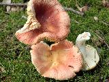 Russula risigallina 