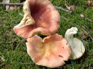 foto Karel Tejkal foto Karel Tejkal