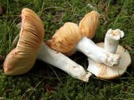 foto Karel Tejkal foto Karel Tejkal