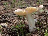 Russula nauseosa