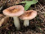 Russula nauseosa