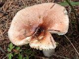 Russula nauseosa