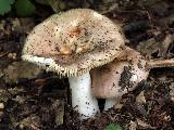 Russula carpini