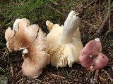 Russula nauseosa