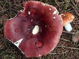 Russula paludosa 