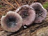 Russula azurea 