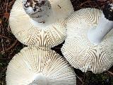 Russula azurea