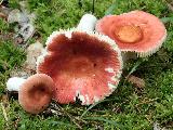 Russula velenovskyi 