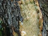 Sarcodontia setosa