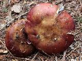 Russula viscida