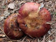 foto Karel Tejkal foto Karel Tejkal