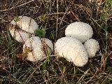 Lycoperdon pratense