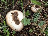 Lycoperdon pratense 