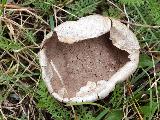 Lycoperdon pratense 