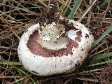 Agaricus bitorquis 