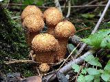 Pholiota squarrosa