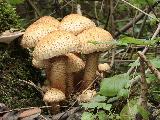 Pholiota squarrosa 