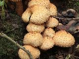 Pholiota squarrosa