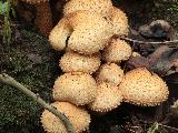 Pholiota squarrosa