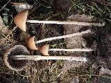 Psathyrella corrugis