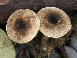 Lepiota griseovirens