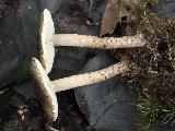 Lepiota griseovirens