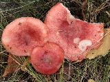 Russula sanguinaria 