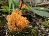 Phaeoclavulina myceliosa 