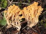 Phaeoclavulina myceliosa