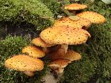 Pholiota limonella