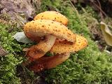 Pholiota limonella 