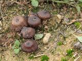 Tephrocybe anthracophila 