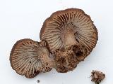 Tephrocybe anthracophila